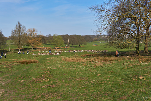 4/04/2021 Richmond park, UK. groups of deer in richmond park