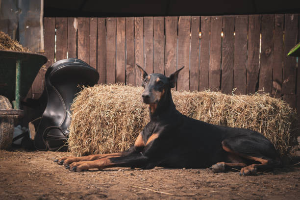 Senior Doberman Pinscher dog sitting on barn on ranch