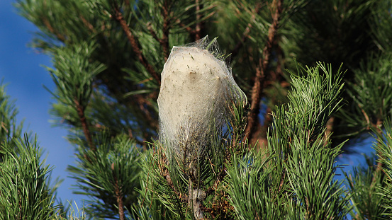 nest of pine processionary (caterpillar) caterpillars in the green needles of a fir tree against a plain blue sky background.  lépidoptère notodontidae thaumetopoea