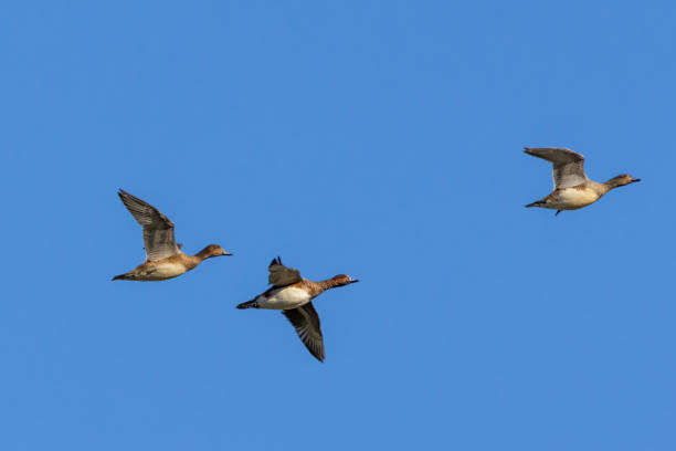 istock Eurasian wigeons in flying blue sky. 1439589494