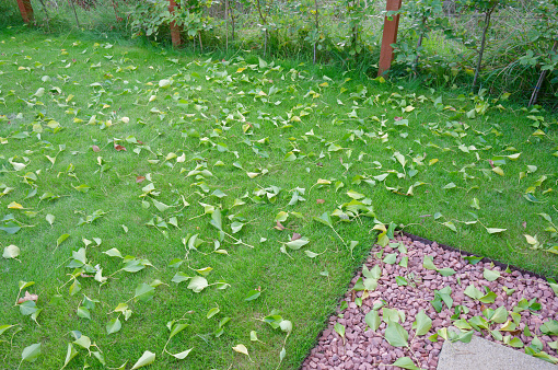 Autumn leaves fallen from trees on garden lawn UK