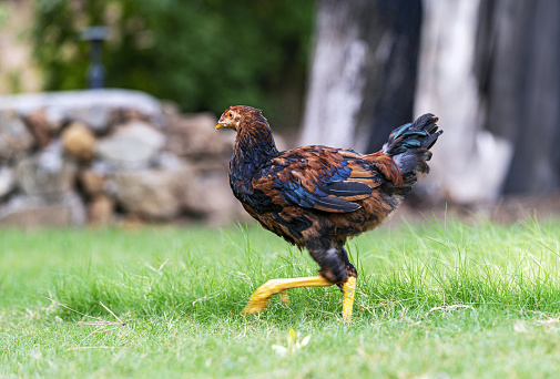 Close-up side view of rooster walking on lawn.
