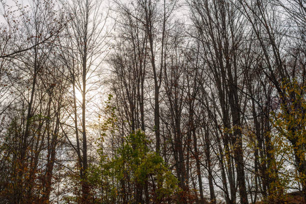 istock Beautiful Late Autumn 1439592451