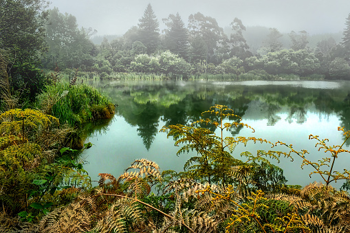 Early dawn morning fog and mist plus some rising thermal steam at the Lake surrounded by lush native trees bushes and ferns