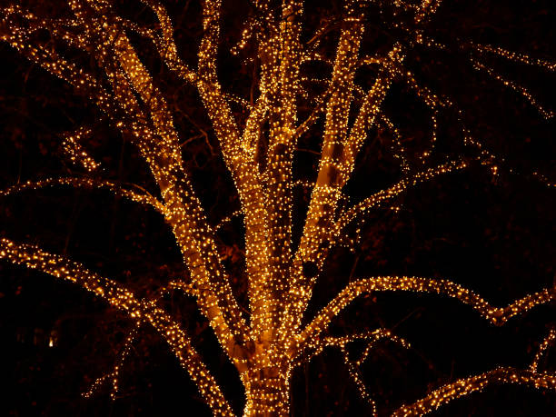 istock Winter Tree decorated and illuminated for Christmas 1439595120