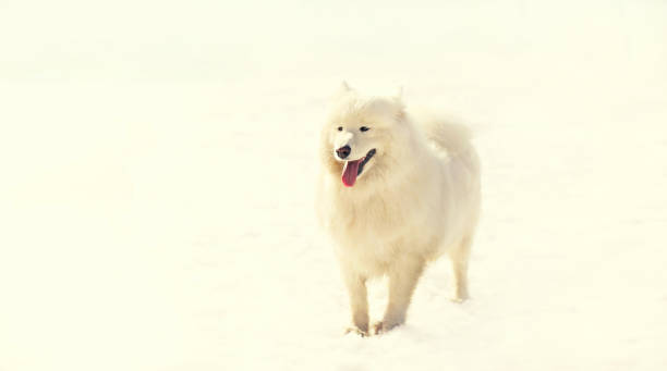 White Samoyed dog on snow in sunny winter park stock photo