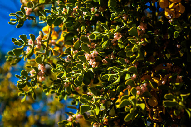 Berries of the mistletoe plant, Phoradendron leucarpum, also known as eastern mistletoe, hairy mistletoe, and oak mistletoe. The toxic, hemiparasitic plant is often used as a Christmas decoration.