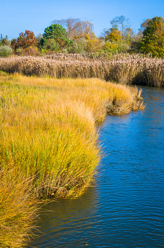Phragmites  and Marsh Grass grow along Mill Creek In Sandwich, Massachusetts as it flows toward the nearby ocean.