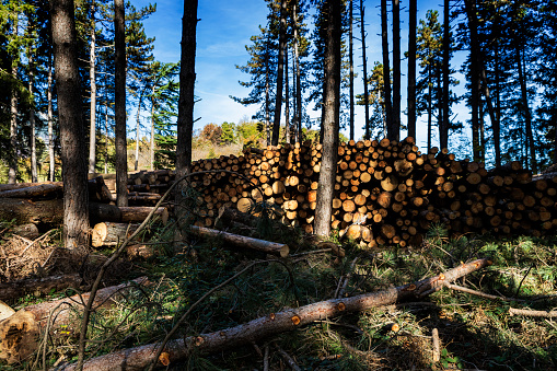 Natural wooden background, detailed chopped firewood. Woodpile of brown firewood, rough sawn trees with bark