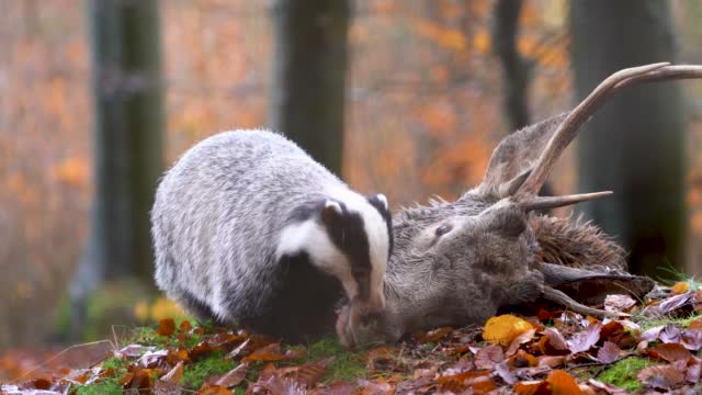 European badger pulling the fallen deer head in slow motion. Autumn wildlife in the forest. The cycle of life.