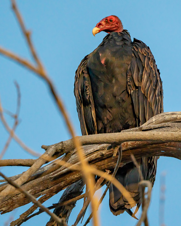 Vulture perched on tree branch. Close-up portrait shot. High resolution of feathers, beak, and head.