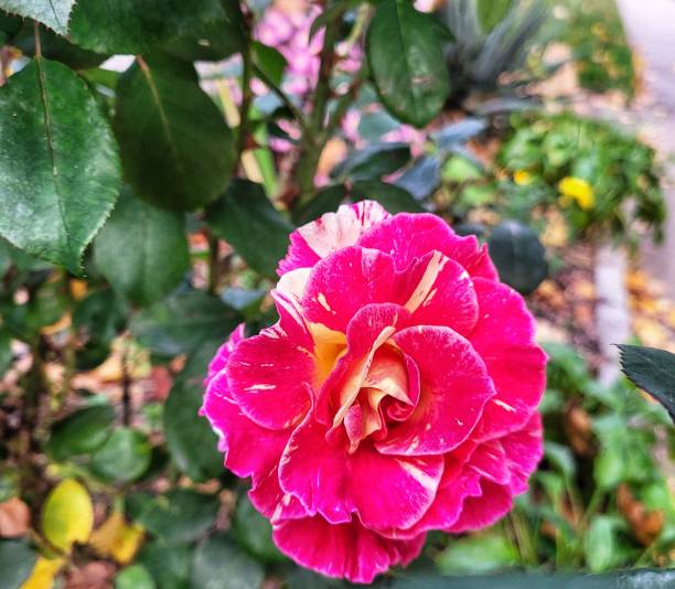 istock Beautiful Vivid Colored Rose 1439602960