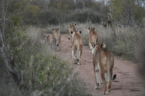 Lion(s) in Timbavati and Sabi Sands Game Reserve