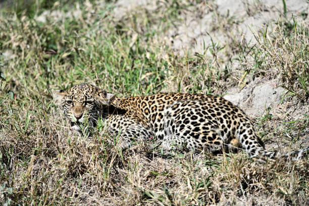 istock LepardTimbavati and Sabi Sands Game Reserve 1439605933