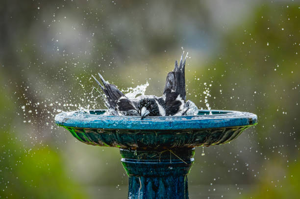 Australian Magpie (Gymnorhina tibicen) Australian native magpie having a bath  Bird Bath stock pictures, royalty-free photos & images