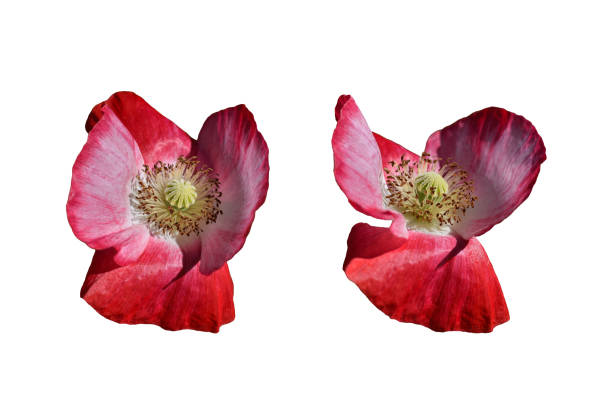 Closeup macro two red poppies isolated cutout on white background