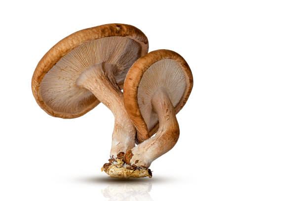 Shiitake mushrooms isolated cutout