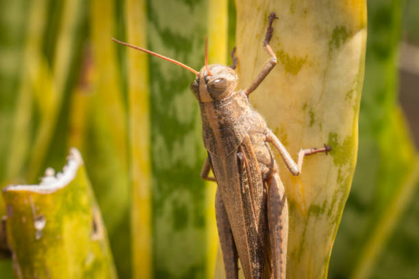 istock Beautiful grasshopper on the grass in summer (macro) 1439610830