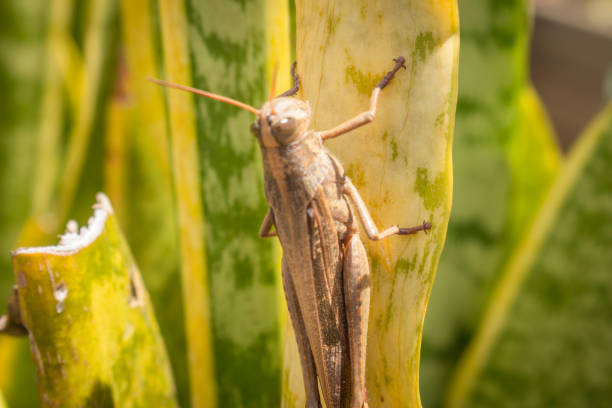 istock Beautiful grasshopper on the grass in summer (macro) 1439610832