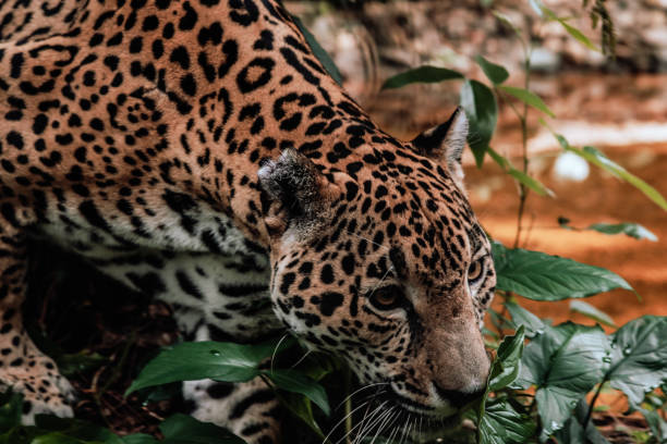 istock Jaguar at the Belize Zoo 1439610949