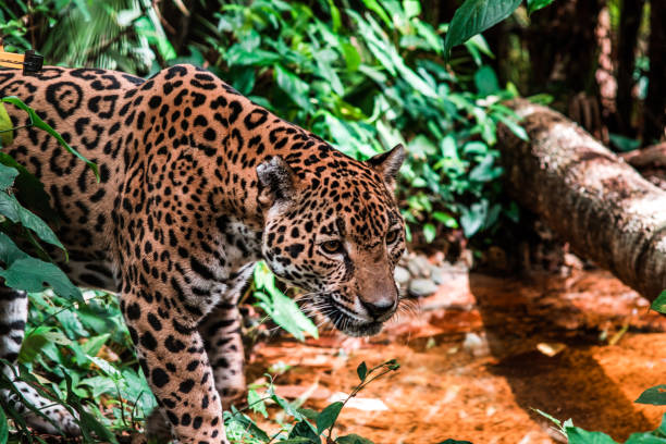 istock Jaguar at the Belize Zoo 1439610954