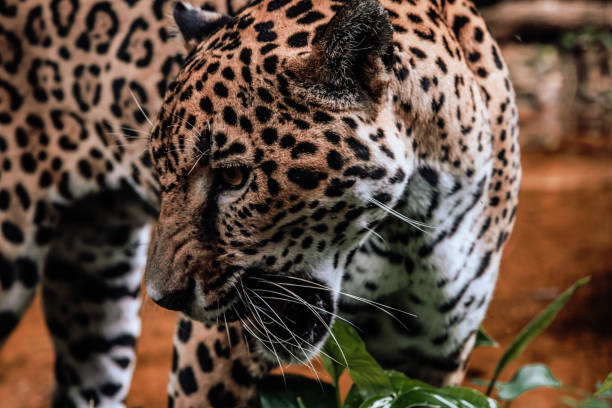 istock Jaguar at the Belize Zoo 1439610955
