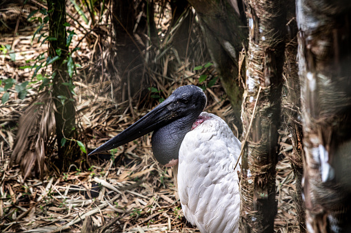 The Jabiru Stork, shown here at the Belize Zoo, is the tallest standing bird in the Americas at 5ft and a wingspan of 8ft. The arrive in Belize from Mexico in November and nest in the tall pines of the savannas and marshes of the Belize lowlands.