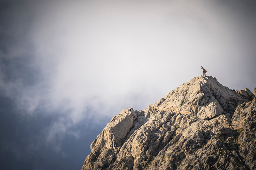 Chamois in high mountain at morning in Posada de Valdeón, Castile and León, Spain