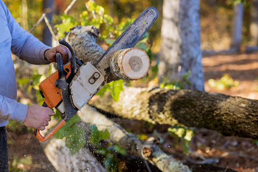 Man is cutting trees with chainsaw while clearing forest for construction of new house
