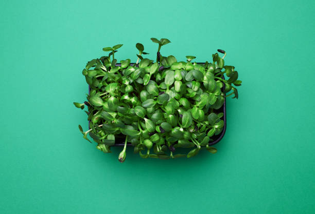 istock Fresh micro greens in a plastic box on greens 1439614742
