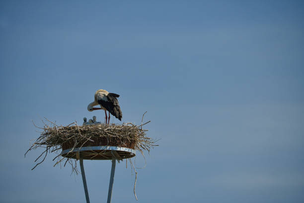 istock Stork nest with one stork and three youngsters 1439615534