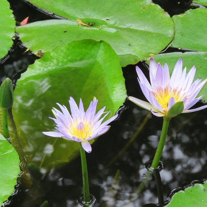 Two waterlillies in the national gardens of Cape Town, South Africa