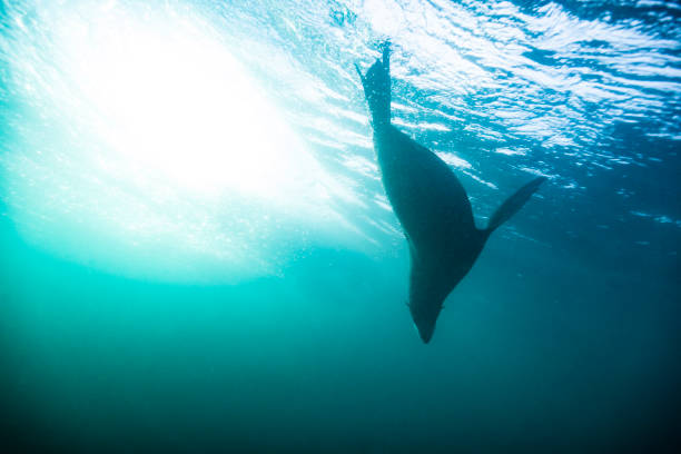 istock Friendly Australian fur seal playing in the oceans waves underwater 1439620563