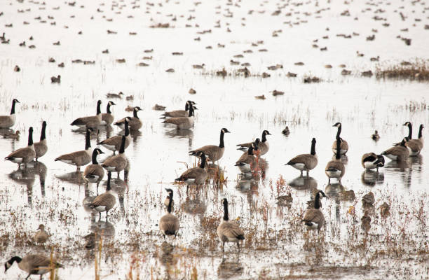 istock Geese and Ducks resting along the Atlantic Flyway during the Migration 1439620596