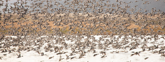 Photograph of a large group of ducks and geese flying over the wetlands during the fall migration. For a few days it seems like there is an abundance, but then they are all gone and we were lucky to have had the experience of seeing them in such numbers.