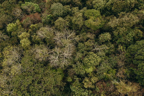 istock Top view of dense highland forest in Brazil 1439621225