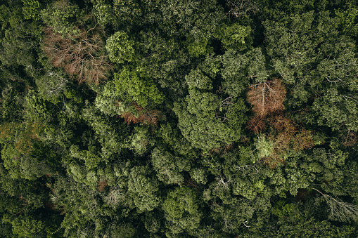 Top view of high altitude forest in Brazil