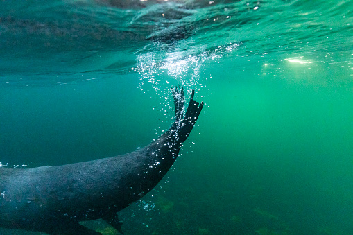 Friendly Australian fur seal playing in the oceans waves underwater
