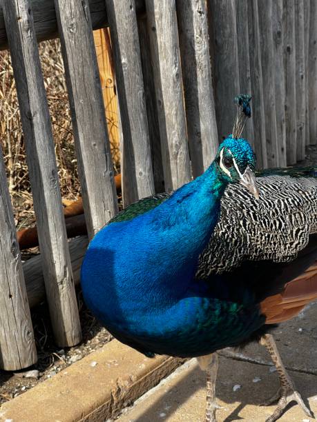 istock Animals in Detroit zoo - peacock 1439622661