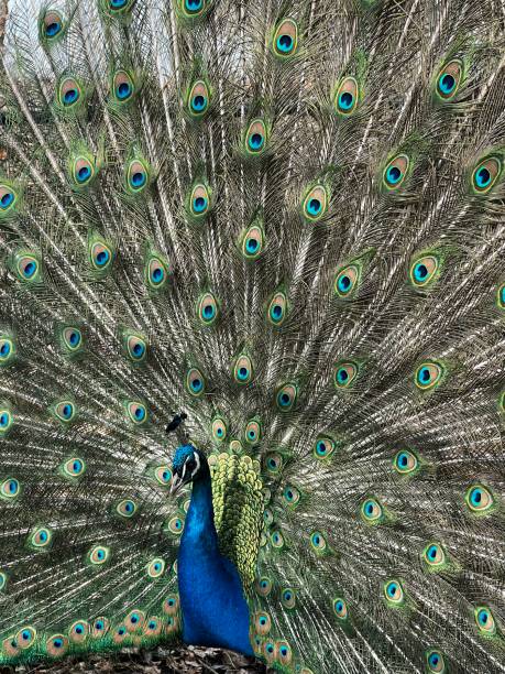 istock Animals in Detroit zoo - peacock 1439622757