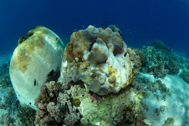 istock Coral Bleaching in Indonesia 1439622784