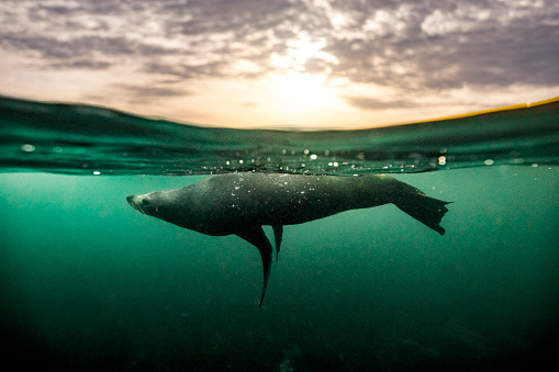 Mother and calf in the Crystal River, western Florida