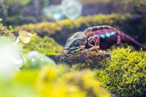 Amazing colour of lizard in green vegetation. Selective focus. Animals in natural habitat, tropical rainforest jungle.