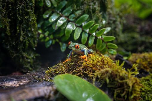 Colourful amphibian in moss. Red-eyed treefrog against green vegetation. Animals in natural habitat, tropical rainforest jungle.