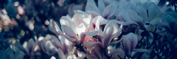 istock Pink Magnolia Tree with Blooming Flowers during Springtime 1439625584