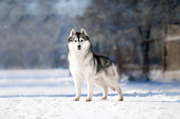 istock Beautiful siberian husky in a snowy park 1439625828
