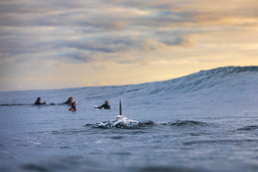 Mysterious scene of dorsal fin cutting ocean surface with surfers in background at sunrise