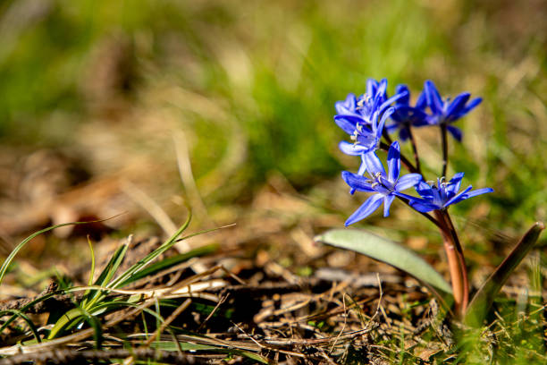 istock The first spring flowers in Stockholm 1439627915