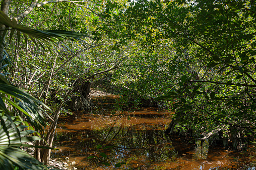 Tropical swamp in the caribbean jungle at Mexico