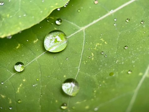 Raindrops on leaf